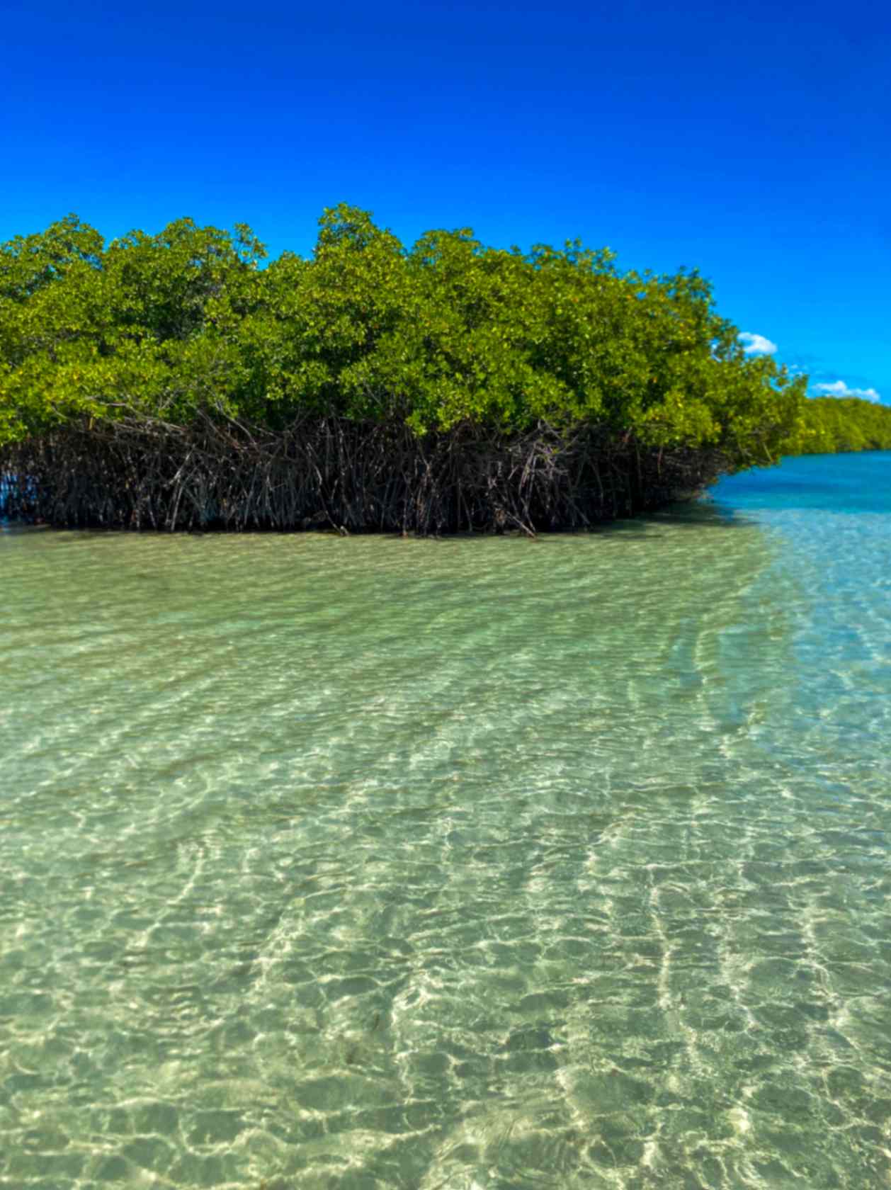 Manglares en Playa La Caobita, Azua