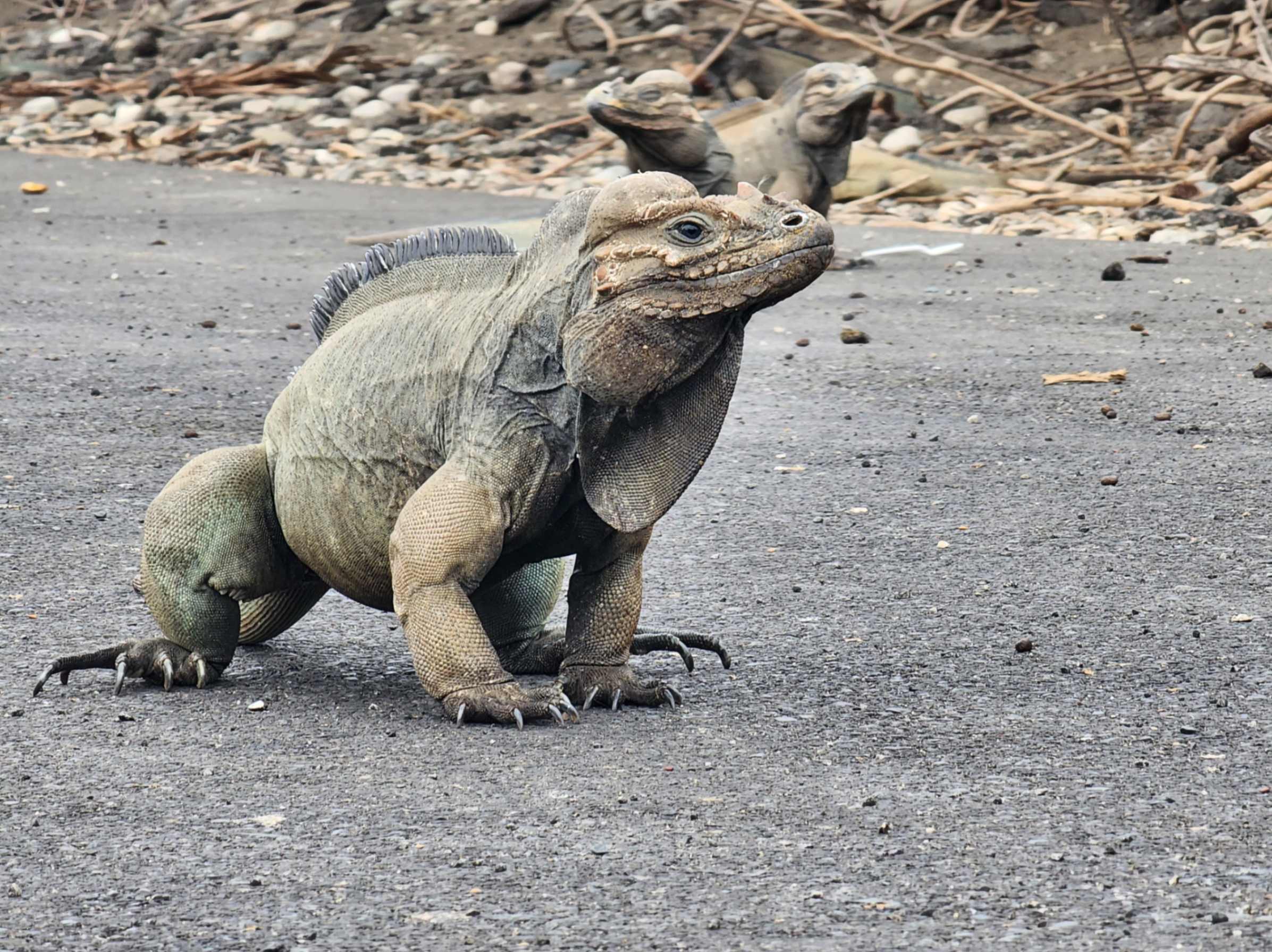 Iguana Rinoceronte: Un Tesoro Natural de Baní