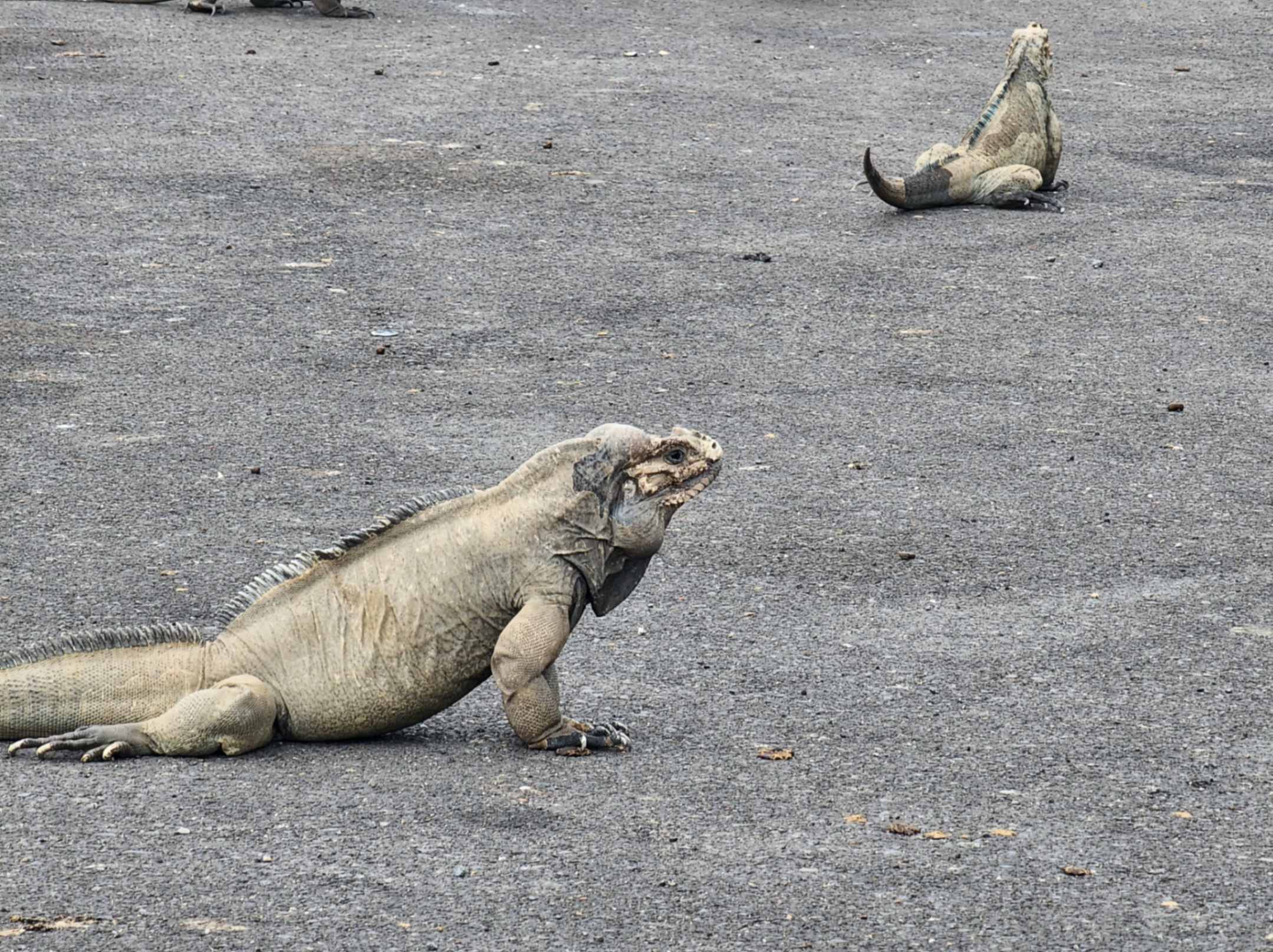 Iguana en reserva protegida