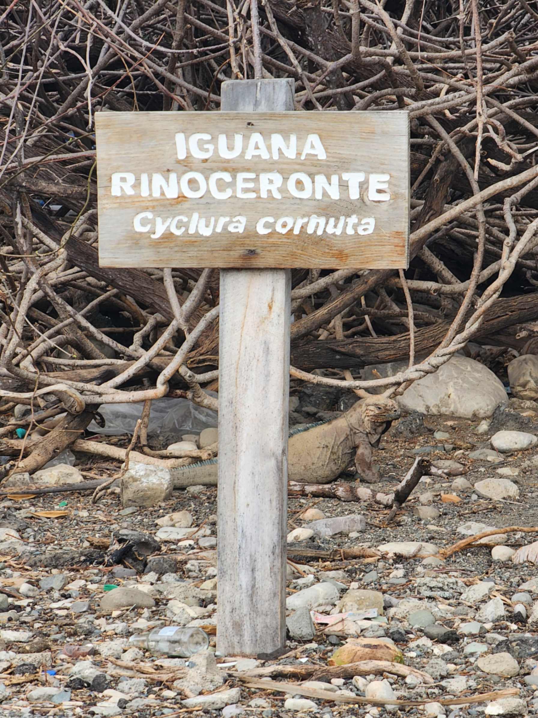 Hábitat de las iguanas rinoceronte