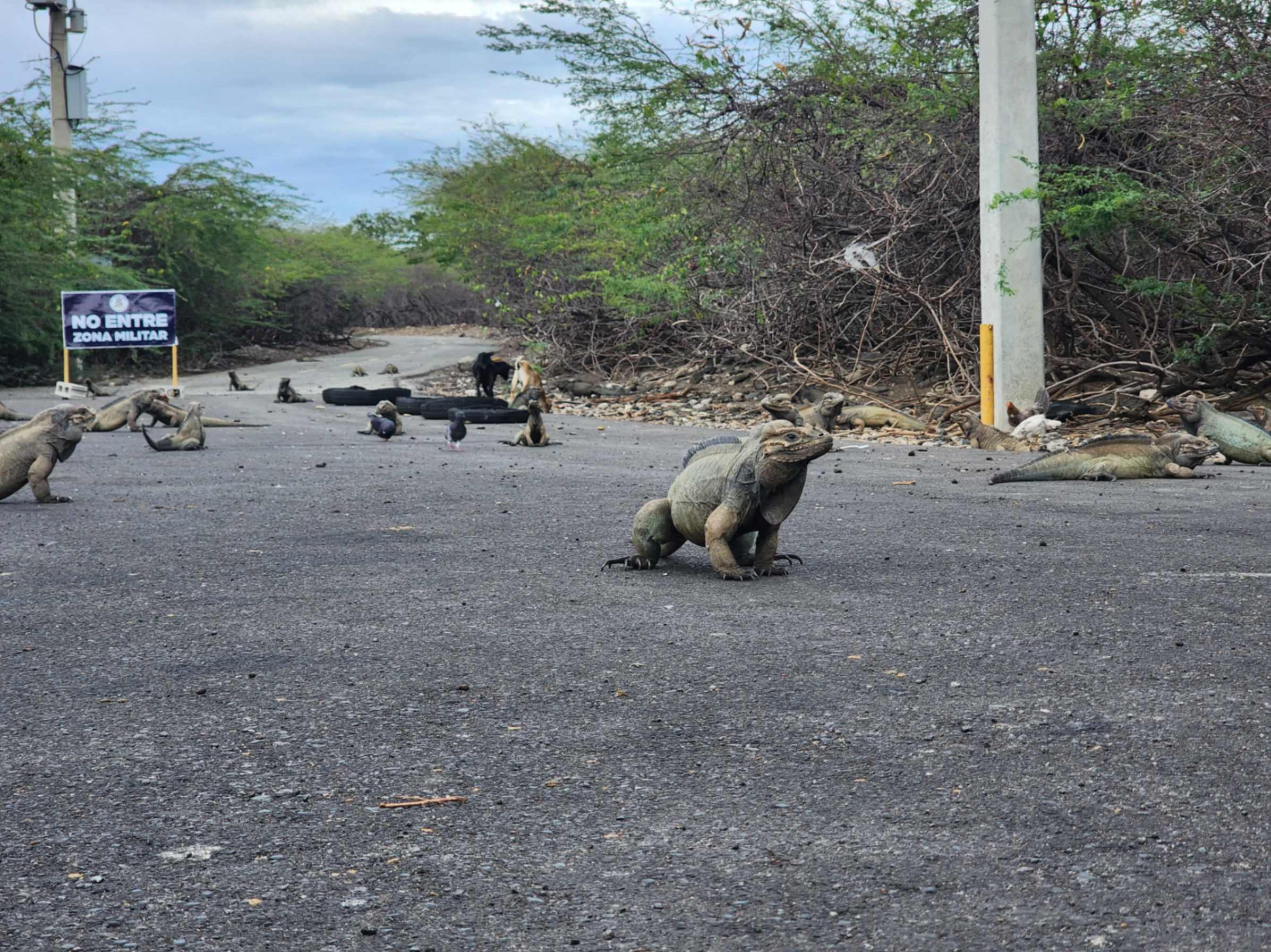 Iguanas rinoceronte en Baní