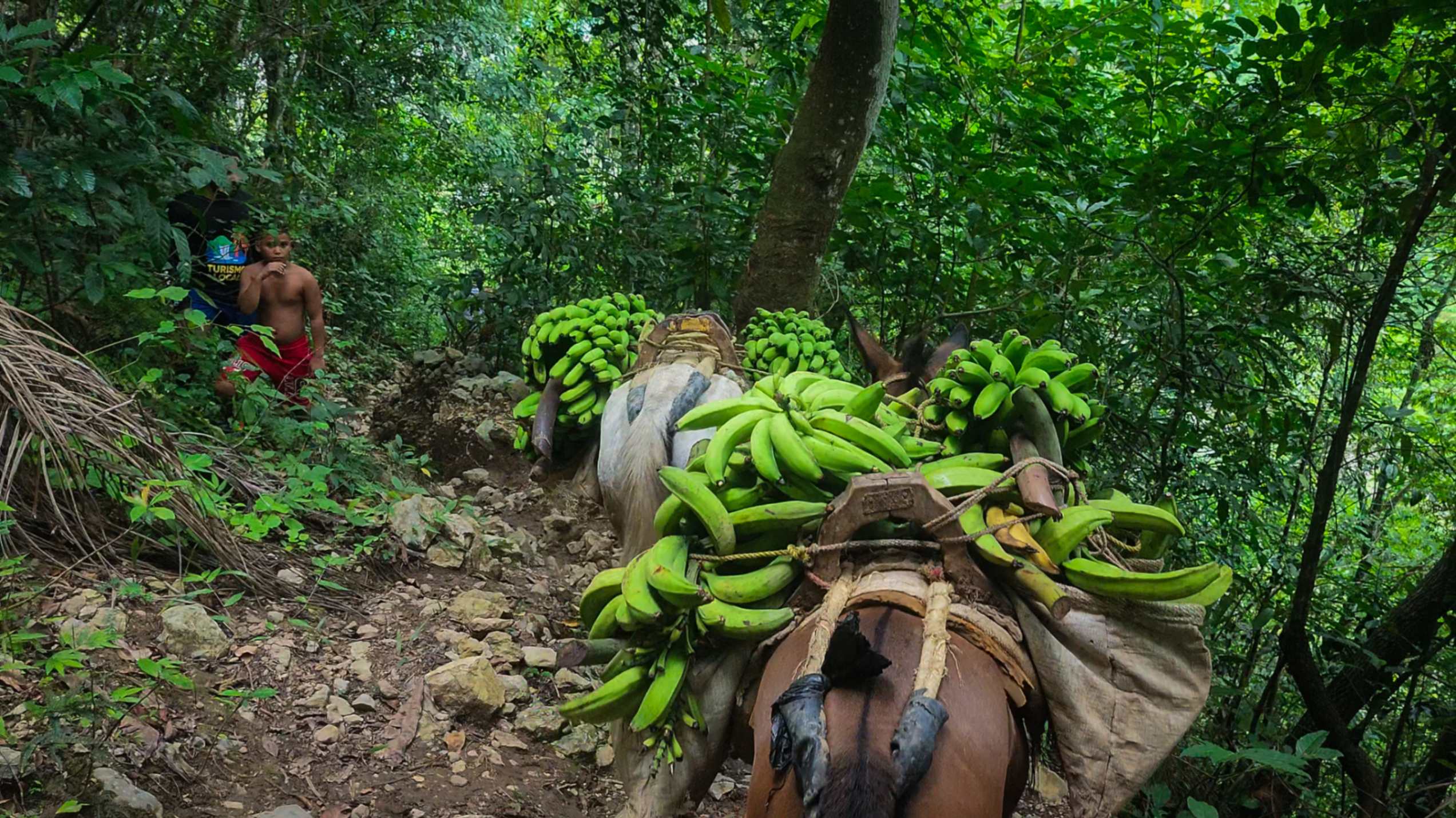 Senderismo hacia la Cascada La Culebra en Los Cacaos