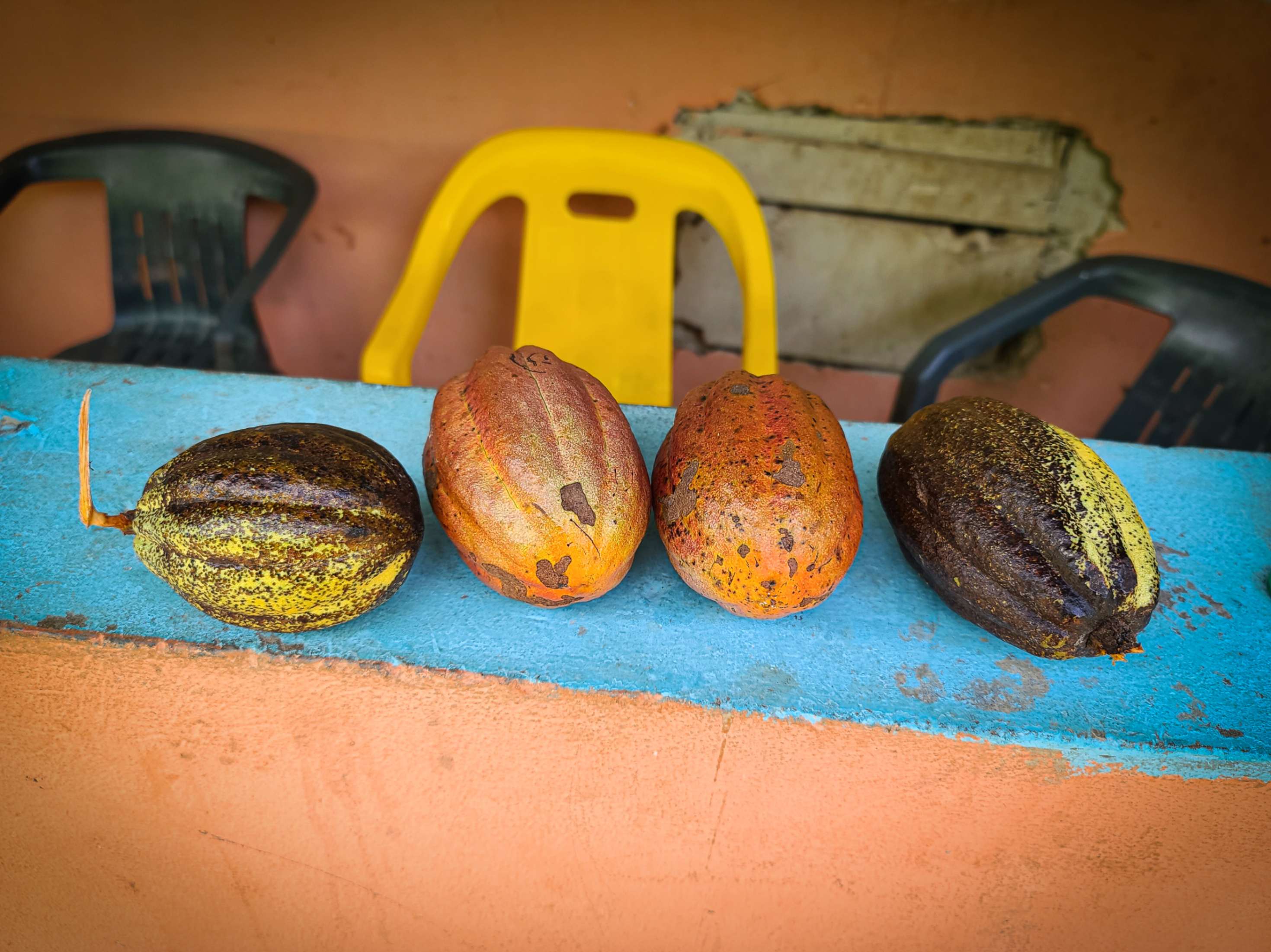 Cacao en San Cristóbal